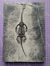 Reptile marin-Fossil de Keichousaurus -  （Trias 251,9 - 201,3 ）