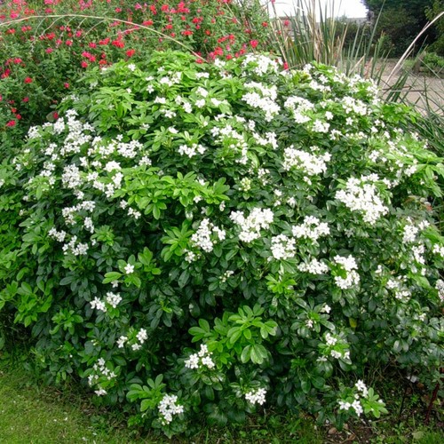 Oranger mexique pot 3l - oranger,