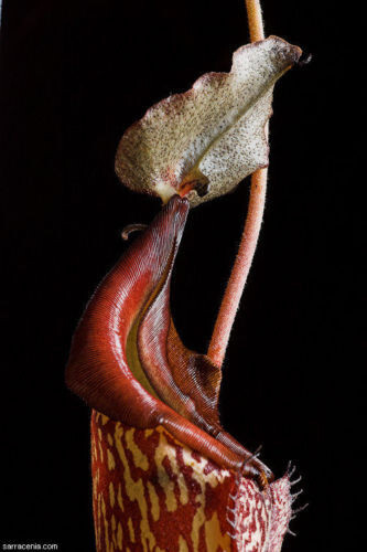 Nepenthes maxima plante - maxima,