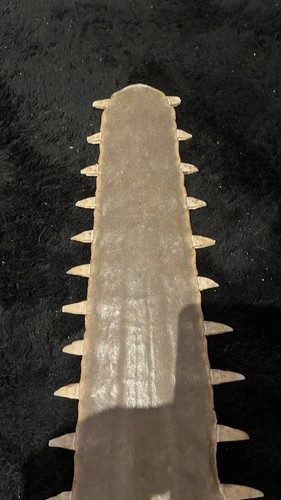 Rostre requin scie - de,