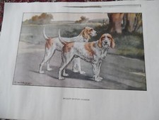 Gravures :  Chien de chasse 