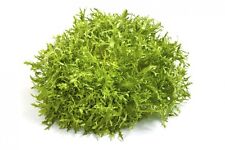 150 Graines de Chicorée Frisée Méthode BIO seeds plante salade légumes potager