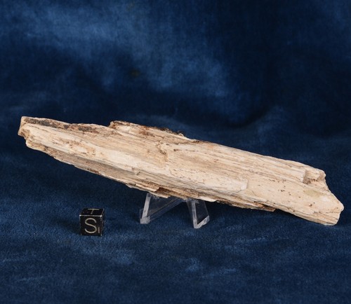 Bois fossilisé - fossilisé,