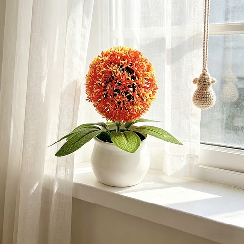 Plante boule succulente