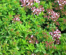 500 graines MARJOLAINE OFFICINALE  - Origanum majorana - Marjolaine à coquille