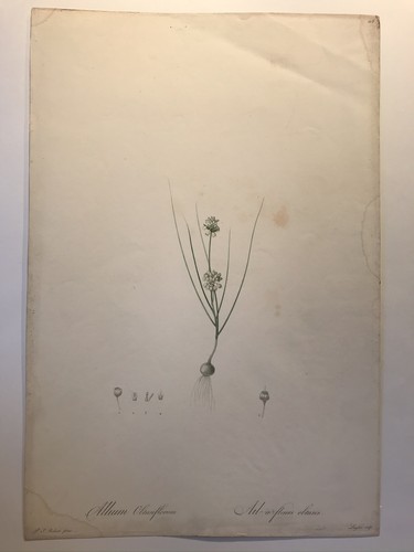 Pierre joseph redouté les - joseph, redouté,