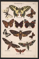 1890 Lithographie Papillons