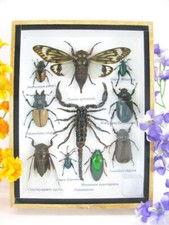 Véritables insectes