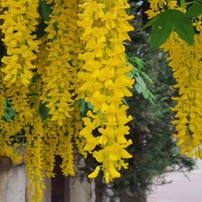 Cytise commun 2L - L'usine la plus impressionnante d'Europe 