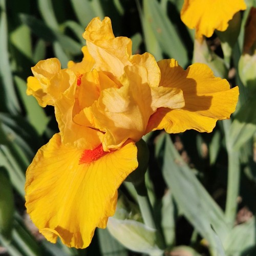 Iris germanica intermediate - iris,