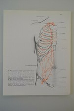 PLANCHE D'ANATOMIE HUMAINE VAISSEAUX ET NERFS DU TRONC ATLAS Dr SOBOTTA MEDECINE