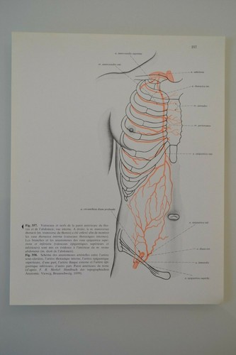 Planche anatomie humaine - planche,