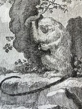 Singe Mico 1804 Rare Gravure