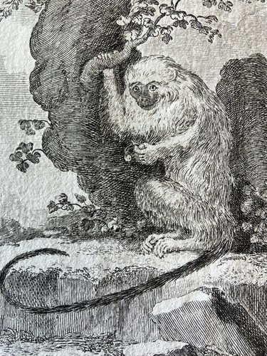 Singe mico 1804 rare gravure - mico,