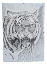 dessin signé - tigre- crayon