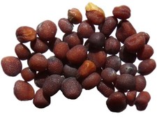 Moutarde Noire NT - Brassica Nigra (Engrais Vert) SEM27