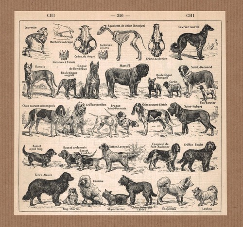Lithographie ancienne chiens - ancienne,