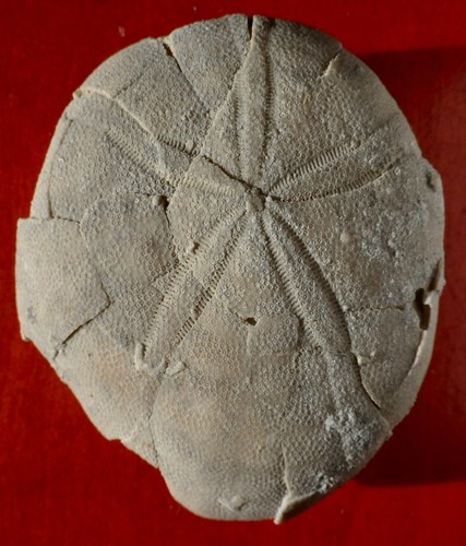 Oursin fossile éocène - ÉocÈne, du