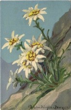 CPA Leontopodium Alpinium -