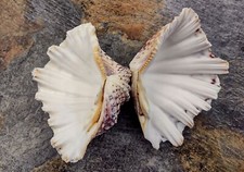 Bear Paw Clam Seashell