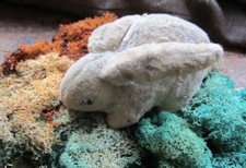 ♫ MOUSSE Végétale ECUME de MER -Teloxys aristata ♫ Graines ♫ Plte Déco Intérieur