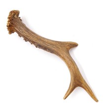 Bois de Cerf Longueur 18 CM