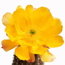 Echinocereus tayopensis 10
