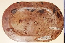 Plat De Service Fossile Belemnite Orthocéras Ammonite 34cmX22cm
