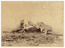 Ottomar Anschütz, Animal Study, Cheetahs vintage albumen print Tirage albuminé