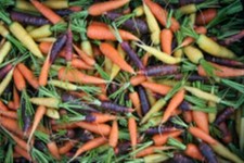 Heirloom Carrot mix 1gm seeds graines different colours melange carottes J&L
