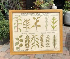 ancienne affiche scolaire pédagogique Rossignol feuilles et fruits botanique