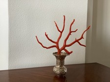 Rare couleur de   branche de