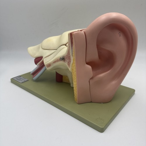 Somso ds5 ear - ear, model