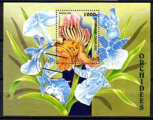 Fleurs orchidées togo - -orchidées, (156)
