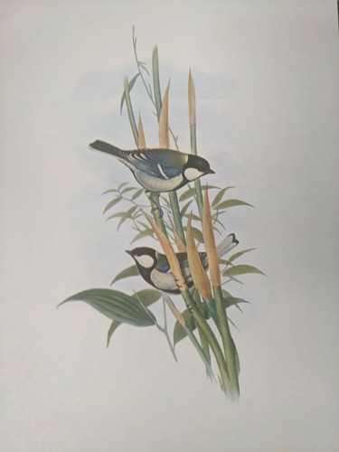 1969 oiseau imprimé fokhien - 1969,
