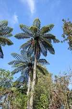 Cyathea medullaris | Black