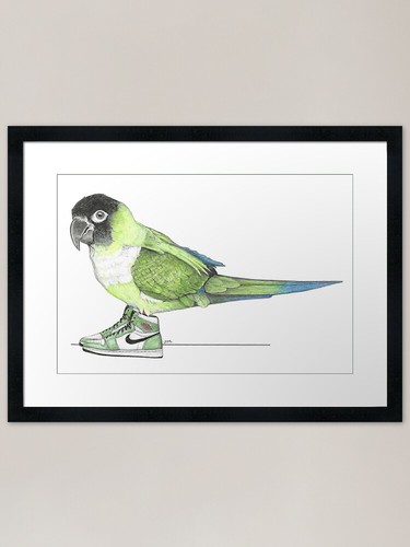 Nanday conure high tops - high,