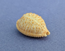 Cypraea Nucleus