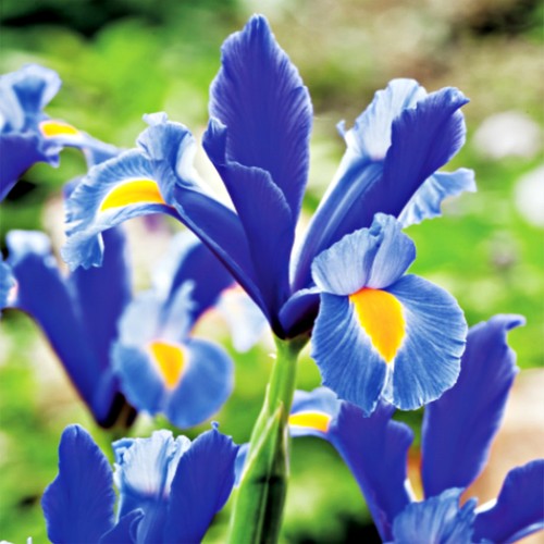 Iris bulbes fleurs - iris,