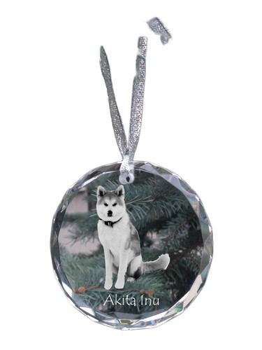 Akita inu - inu, avec