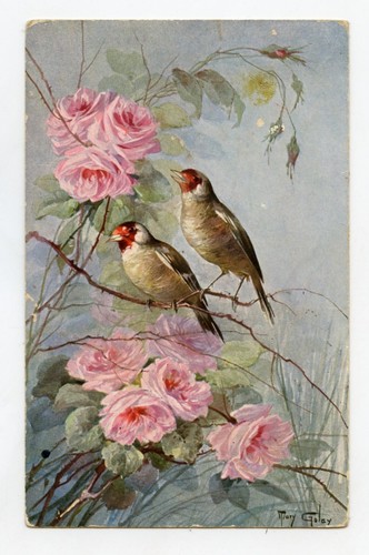 Oiseau chardonneret bird - chardonneret, .