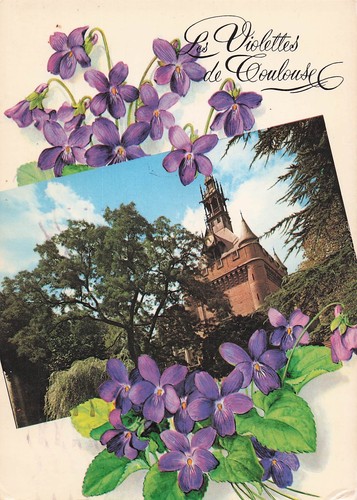 Toulouse les violettes de - 31,