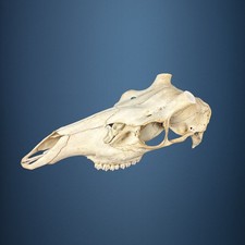 558KU Crane de cerf, bois de