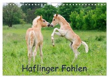 Poulain Haflinger (Calendrier