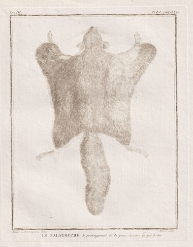 Palatouche volant écureuil - palatouche,