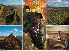 Carte Postale - Vignes -