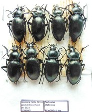 Carabus pachystus glabratus (8 ex) from FRANCE