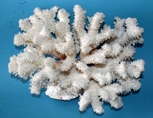 CORAL -  CORAIL -BLOC DE