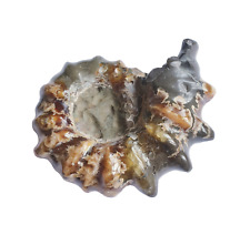 Superbe Douvilleiceras Ammonite - Madagascar - Crétacé 7,5 Cm