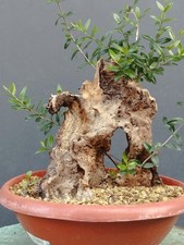 Bonsaï olivier 40 x 25 cm en